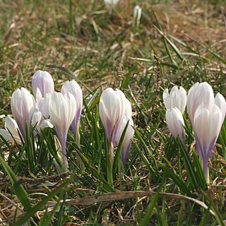 Crocus caeruleus unspecified picture