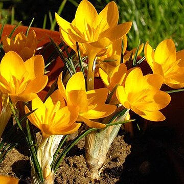 Crocus ancyrensis unspecified picture