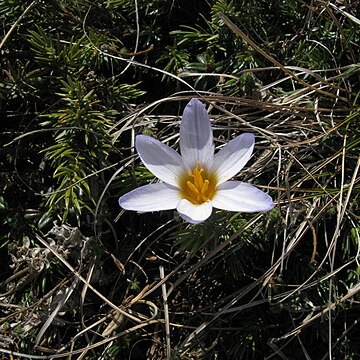 Crocus tauricus unspecified picture