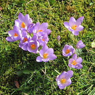 Crocus etruscus unspecified picture