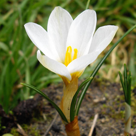 Crocus malyi unspecified picture