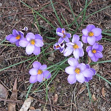 Crocus minimus unspecified picture