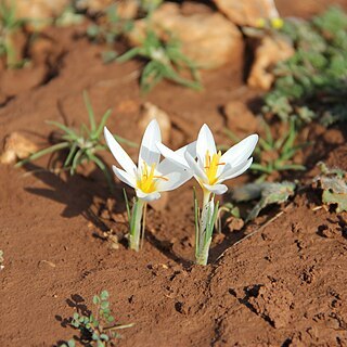 Crocus musagecitii unspecified picture