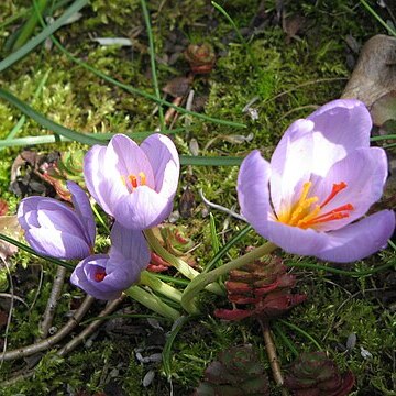 Crocus longiflorus unspecified picture