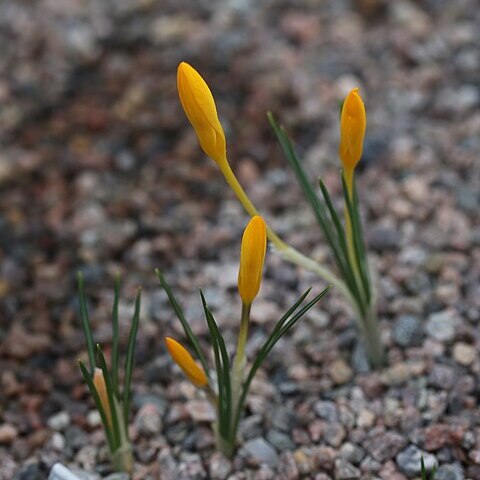 Crocus sieheanus unspecified picture