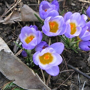 Crocus sieberi unspecified picture