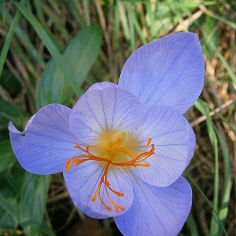 Crocus speciosus unspecified picture