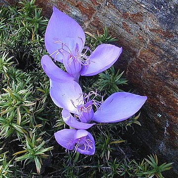 Crocus banaticus unspecified picture