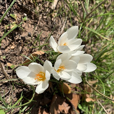 Crocus boryi unspecified picture