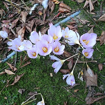 Crocus kotschyanus unspecified picture