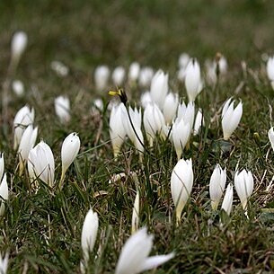 Crocus vallicola unspecified picture