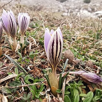 Crocus variegatus unspecified picture