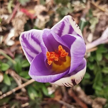 Crocus variegatus unspecified picture