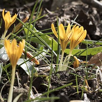 Crocus vitellinus unspecified picture