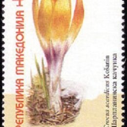 Crocus scardicus unspecified picture