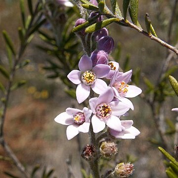 Crowea angustifolia unspecified picture