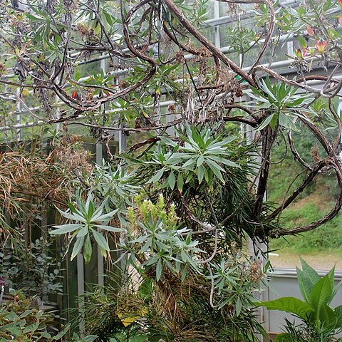 Echium handiense unspecified picture