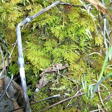 Thuidium delicatulum unspecified picture