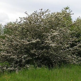 Crataegus unspecified picture