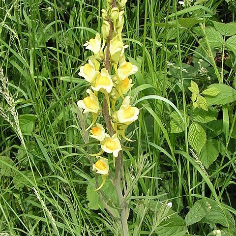 Linaria unspecified picture