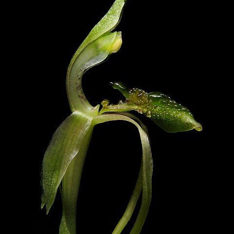 Chiloglottis diphylla unspecified picture