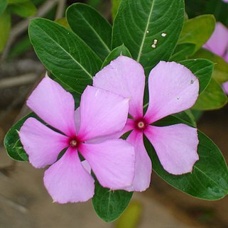 Catharanthus lanceus unspecified picture