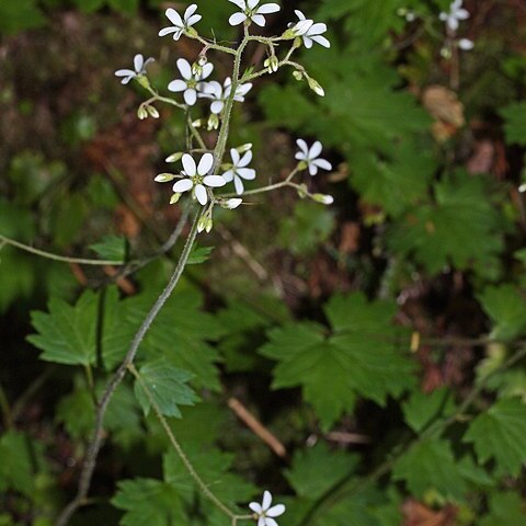 Boykinia occidentalis unspecified picture