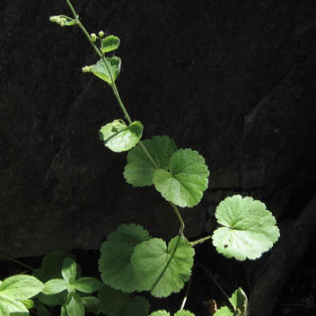 Boykinia rotundifolia unspecified picture