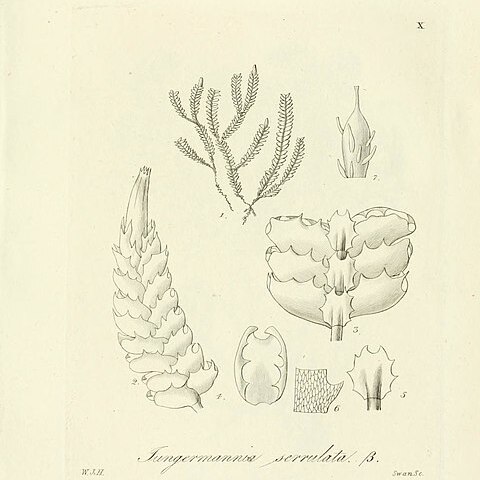 Balantiopsidaceae unspecified picture