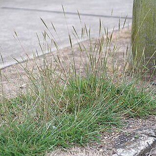 Bothriochloa decipiens unspecified picture