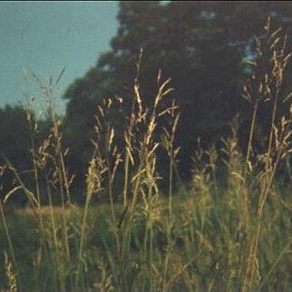 Bothriochloa bladhii unspecified picture