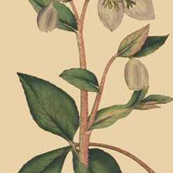 Helleborus lividus unspecified picture