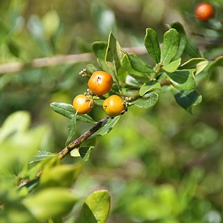 Bourreria havanensis unspecified picture