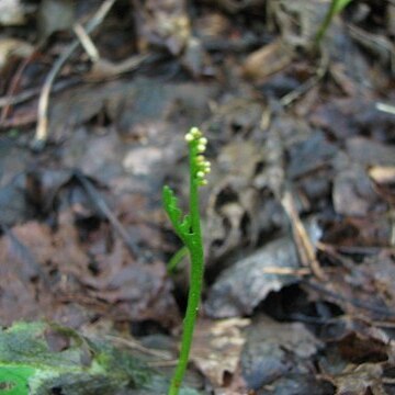 Botrychium ascendens unspecified picture