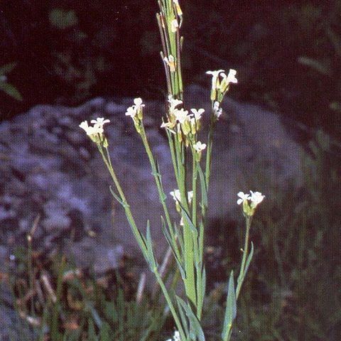 Boechera stricta unspecified picture