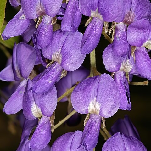 Bolusanthus unspecified picture