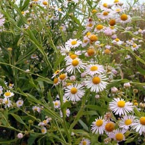 Boltonia decurrens unspecified picture