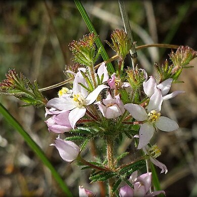 Boronia pilosa unspecified picture