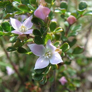 Boronia algida unspecified picture