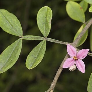 Boronia umbellata unspecified picture