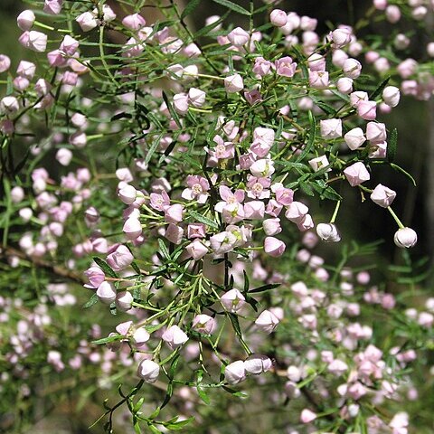 Boronia muelleri unspecified picture