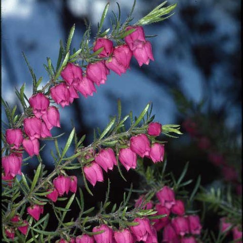 Boronia molloyae unspecified picture