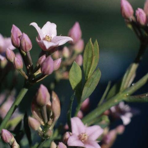 Boronia spathulata unspecified picture