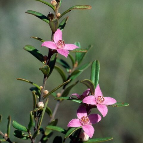 Boronia glabra unspecified picture