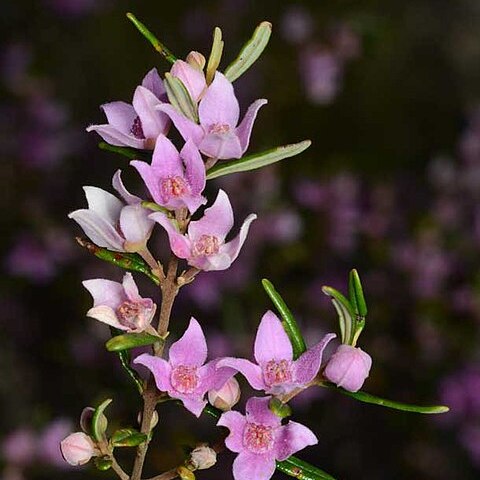 Boronia forsteri unspecified picture