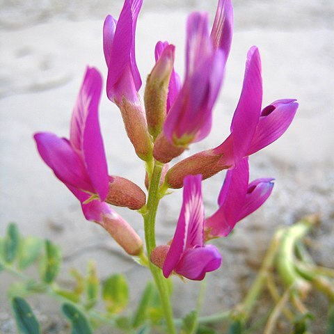 Astragalus unspecified picture