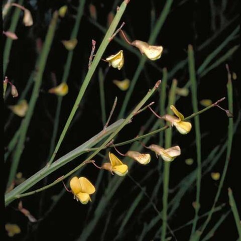 Bossiaea rufa unspecified picture