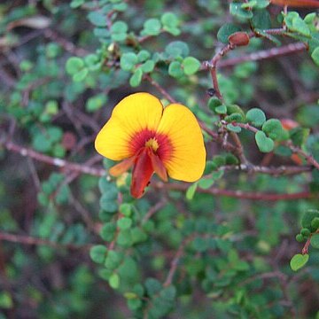 Bossiaea cordigera unspecified picture