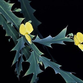 Bossiaea bossiaeoides unspecified picture