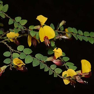 Bossiaea brownii unspecified picture